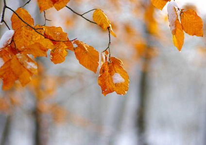 雪中的黄叶。 晚秋和初冬。 模糊的自然背景与浅D of。