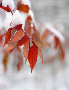 雪中的黄叶。 晚秋和初冬。 模糊的自然背景与浅D of。