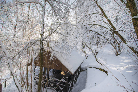 白雪覆盖着树木和蓝天俄罗斯的冬天。