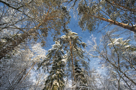 白雪覆盖着树木和蓝天俄罗斯的冬天。