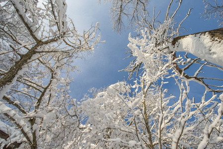 白雪覆盖着树木和蓝天俄罗斯的冬天。