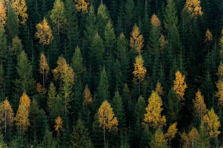 秋天森林的场景。在山坡上的绿色和黄色树木