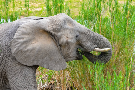 南非沼泽里吃草的大象