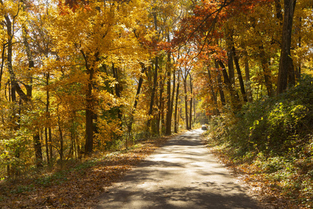 乡村的乡间小路在树木之间穿行，随着冬天的临近，树木呈现出明亮的秋色