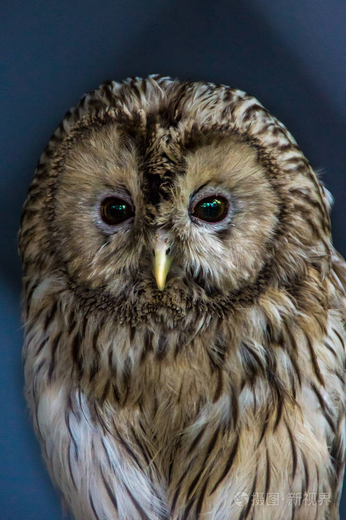大黄头乌拉尔猫头鹰条纹乌拉松特写