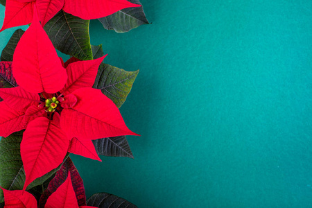 圣诞作文圣诞节绿色装饰, 冷杉树枝与红色的花在绿色的背景。平面布局顶部视图复制空间