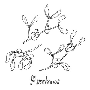 圣诞植物背景. 浪漫的圣诞插图. 贺卡设计. 图形槲寄生. 冬季模板.