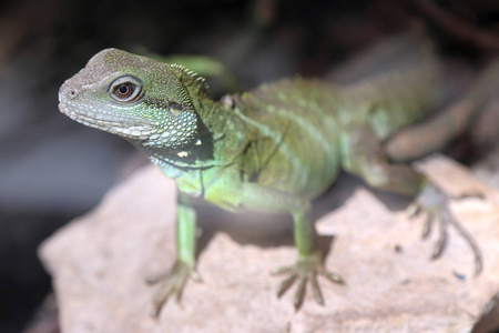 龙鳞照片中国水龙特写照片照片