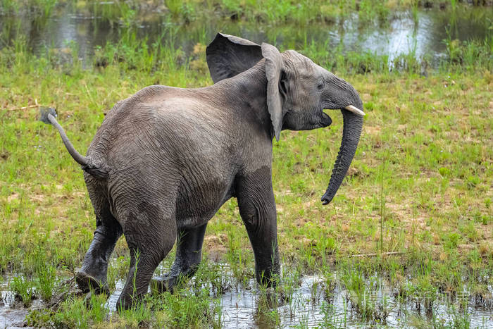 非洲南部的小象在泥里玩耍