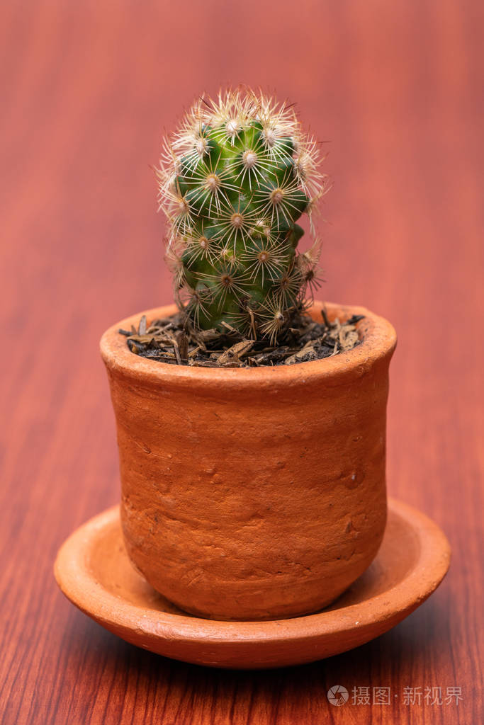 小小的热带仙人掌绿了