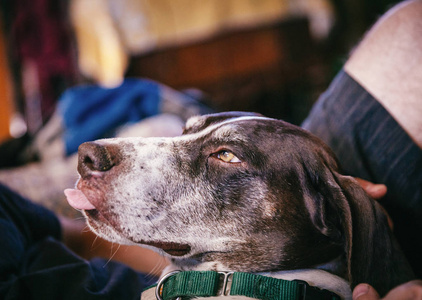 s tongue is sticking out.