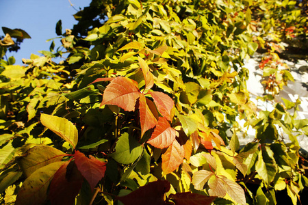 房子背景上的秋叶