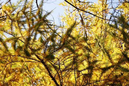 秋天公园里的落叶松图片