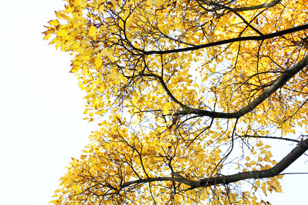 天空穿过金色的秋树图片