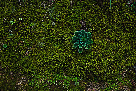 西班牙加那利群岛拉帕尔马的苔藓宏观拍摄