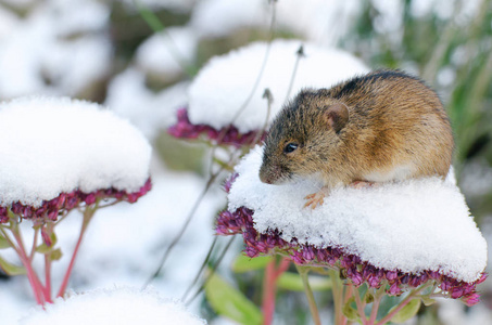 第一场雪和一只小老鼠坐在匍匐茎的花序上照片