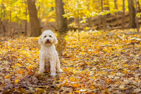 秋天，可爱的微笑狗坐在森林里