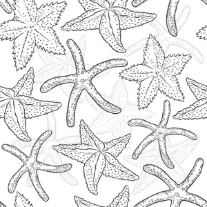 海星素描图片-海星素描素材-海星素描插画-摄图新视界