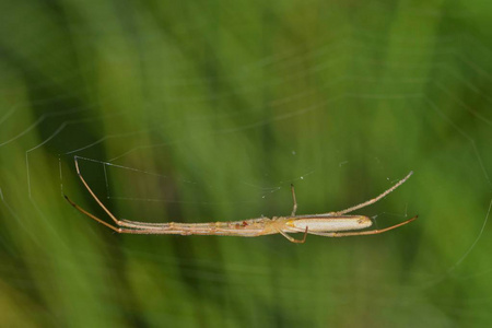一种细长的长爪蜘蛛,来自四科,躺在它的网下,在绿色的自然背景下等待