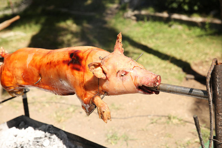 猪在烤猪肉上吐口水的过程中。