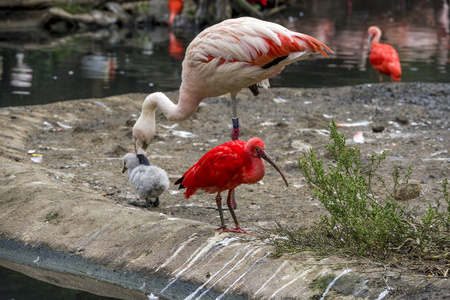 美丽的红鸟红ibisEudocimusRuber与粉红色火烈鸟一起行走。