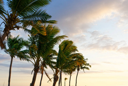 斐济白色沙滩上的棕榈树