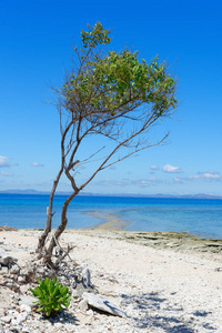 太平洋岛屿上白色沙滩上的一棵树