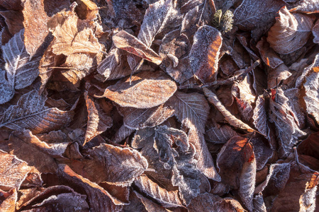 地上的树叶覆盖着霜