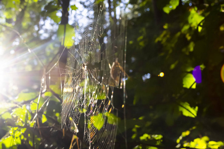 森林里的蜘蛛网。 模糊的背景与太阳泄漏