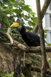 巨嘴鸟Ramphastos，有一个黄色的大喙，坐在树枝上。