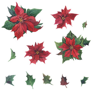 水彩一品红与圣诞节花卉装饰。 手工绘制的传统花卉和植物冬青槲寄生浆果和杉枝孤立在白色背景上。 假日打印