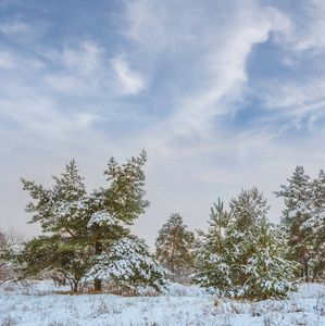 美丽宁静的杉树林在雪地里滑行