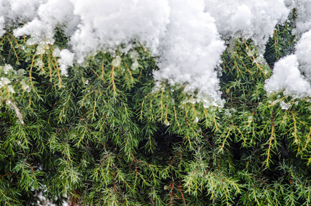 杉树上覆盖着白雪，空的空白背景。 冬季天气概念