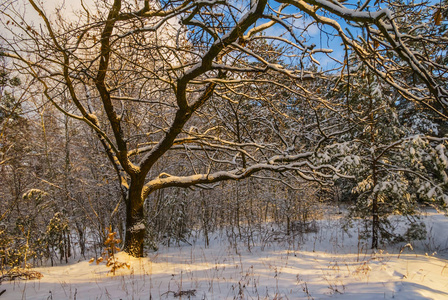 雪中美丽的冬天橡树林