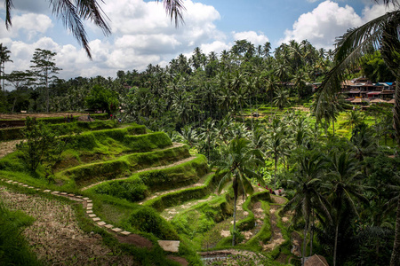 晨光中美丽的水稻梯田靠近Tegallalang村ubudBali