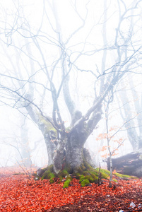 薄雾中的老山毛榉树