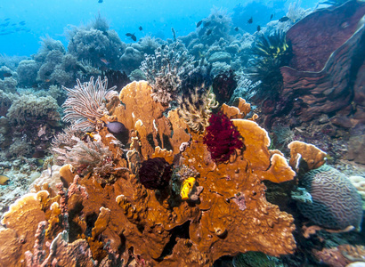 巴厘岛沿岸的珊瑚花园