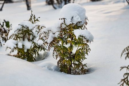 冬天，绿树丛中的雪枝在公园里