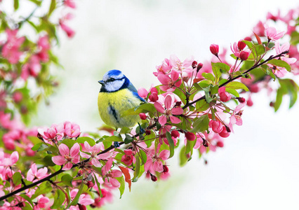 在春天的花园里,一只可爱的小鸟的乳头坐在苹果树枝上,开着鲜艳的粉红