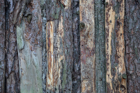 多年生落叶乔木树皮的纹理表面