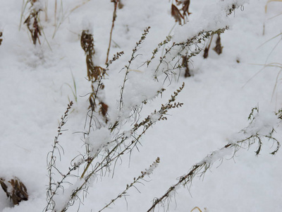 雪中的冬季植物图片
