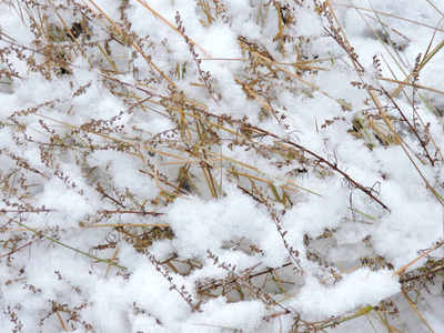 森林里的雪植物