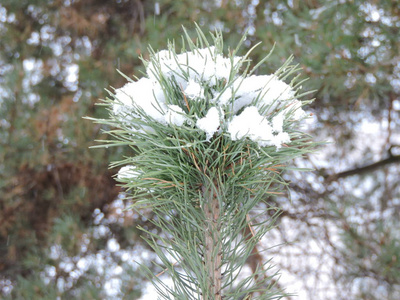 松枝的雪帽