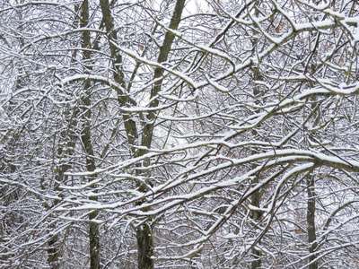 雪白的树枝