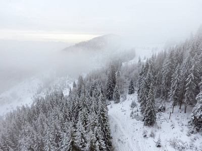 冬季景观。山上被雪覆盖的树