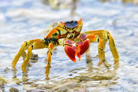 博拉波拉的五颜六色的大螃蟹在泻湖法属波利尼西亚散步