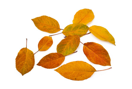 五颜六色的秋叶在白色的背景下