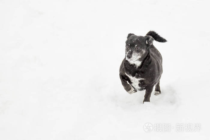 狗跑过雪，举起右前爪