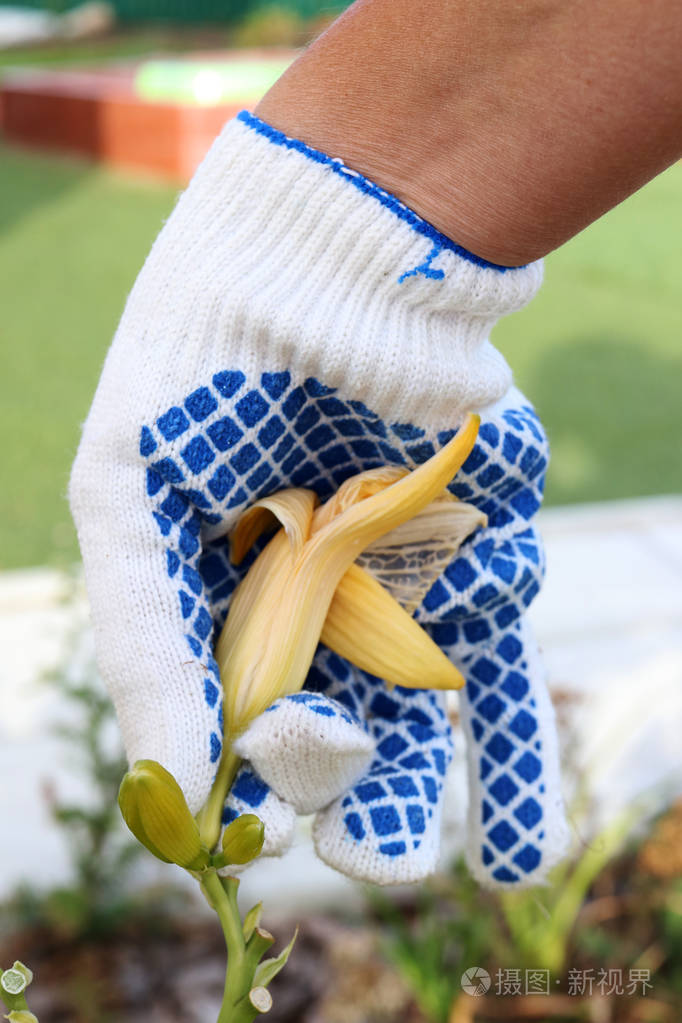 s hand removing (deadheading) of a faded flower
