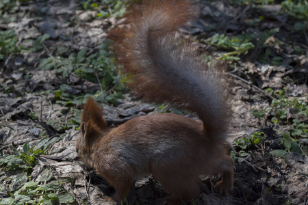 可爱的红松鼠在森林里的地上奔跑。